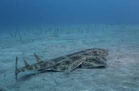 Image result for Squatina dumeril