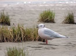 Image result for Rhodostethia rosea