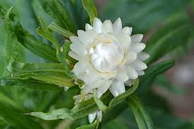 Image result for Helichrysum bracteatum