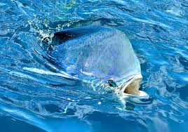 Image result for Coryphaena hippurus