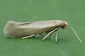 Attēlu rezultāti vaicājumam “Argyresthiidae”