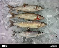 Image result for Coregonus artedi