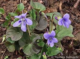 Image result for Veilchen