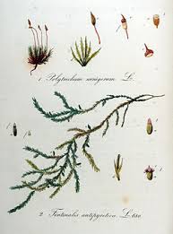 Attēlu rezultāti vaicājumam “Fontinalis antipyretica”