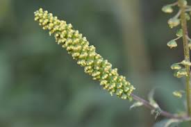 Attēlu rezultāti vaicājumam “Ambrosia artemisiifolia bud”
