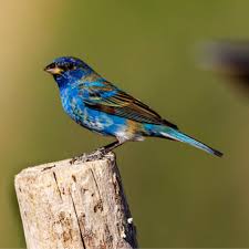 Image result for Passerina cyanea