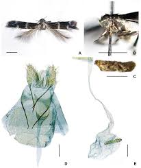 Attēlu rezultāti vaicājumam “Elachistidae”