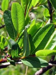 Attēlu rezultāti vaicājumam “Salix myrtilloides”