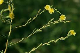 Attēlu rezultāti vaicājumam “Lactuca serriola”