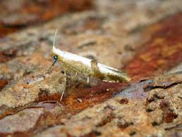 Attēlu rezultāti vaicājumam “Argyresthia pruniella”