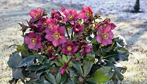 Image result for Christrose