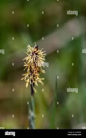 Attēlu rezultāti vaicājumam “Carex caryophyllea flower”