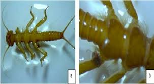 Attēlu rezultāti vaicājumam “Plecoptera”