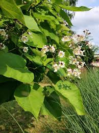 Attēlu rezultāti vaicājumam “Catalpa ovata flower”