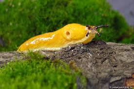 Attēlu rezultāti vaicājumam “Malacolimax tenellus”