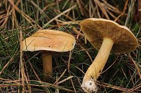 Attēlu rezultāti vaicājumam “Suillus bovinus”