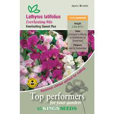 Attēlu rezultāti vaicājumam “Lathyrus latifolius fruit”