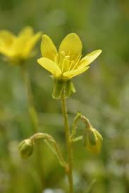 Attēlu rezultāti vaicājumam “Saxifraga hirculus”