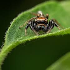 Attēlu rezultāti vaicājumam “Coreus marginatus imago”
