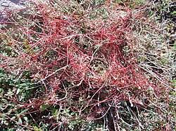 Attēlu rezultāti vaicājumam “Cuscuta epithymum subsp. trifolii”