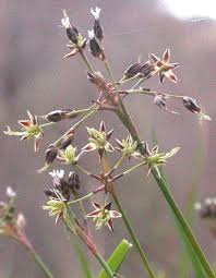 Attēlu rezultāti vaicājumam “Luzula pilosa bud”