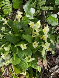 Attēlu rezultāti vaicājumam “Primula elatior”