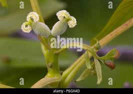 Attēlu rezultāti vaicājumam “Juglans mandshurica female flower”