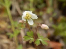 「烏頭みこと」の画像検索結果