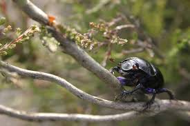 Attēlu rezultāti vaicājumam “Geotrupes stercorarius”