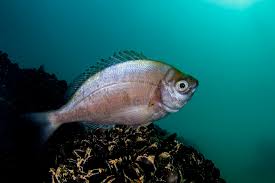 Image result for Spondyliosoma cantharus