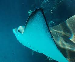 Image result for Myliobatis aquila