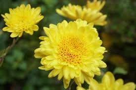 Image result for Chrysanthemum ptarmiciflorum