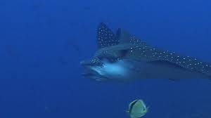 Image result for Aetobatus ocellatus