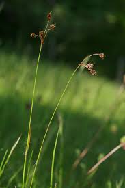 Attēlu rezultāti vaicājumam “Luzula campestris”