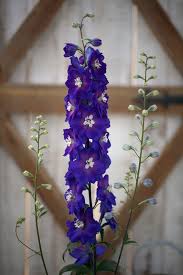 Attēlu rezultāti vaicājumam “Delphinium elatum  flower”