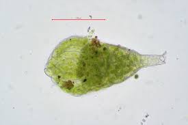 Attēlu rezultāti vaicājumam “Pohlia bulbifera”