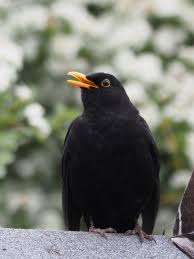 Attēlu rezultāti vaicājumam “Turdus merula”