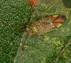 Attēlu rezultāti vaicājumam “Pantilius tunicatus imago”
