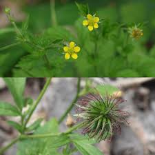 Image result for Geum urbanum