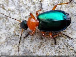 Attēlu rezultāti vaicājumam “Lebia chlorocephala”