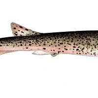 Image result for Scyliorhinus stellaris