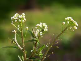 Attēlu rezultāti vaicājumam “Capsella bursa-pastoris flower”
