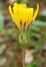 Attēlu rezultāti vaicājumam “Hieracium”