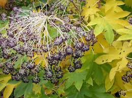 Attēlu rezultāti vaicājumam “Kalopanax septemlobus fruit”