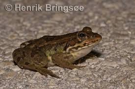 Attēlu rezultāti vaicājumam “Pelophylax juvenile”