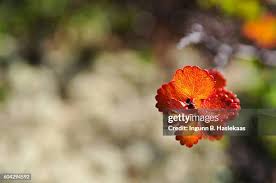 Attēlu rezultāti vaicājumam “Betula nana flower”