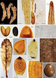 Attēlu rezultāti vaicājumam “Scheuchzeria palustris”