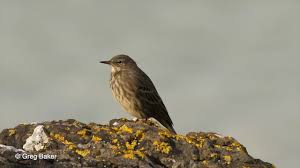 Attēlu rezultāti vaicājumam “Anthus petrosus adult”