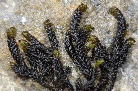 Attēlu rezultāti vaicājumam “Drepanocladus lycopodioides”