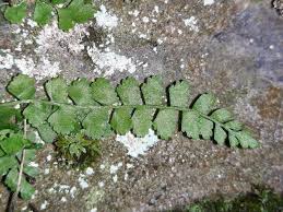 Attēlu rezultāti vaicājumam “Asplenium viride”